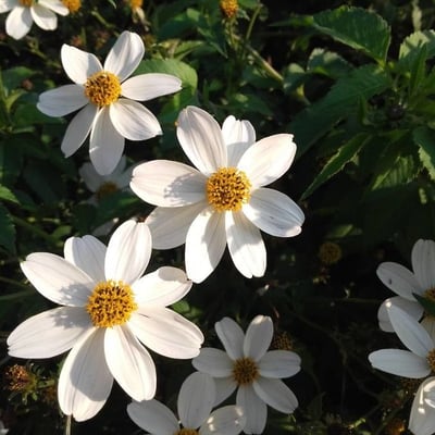 Bidens pilosa — flower