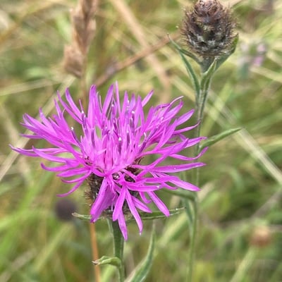 Centaurea debeauxii — flower