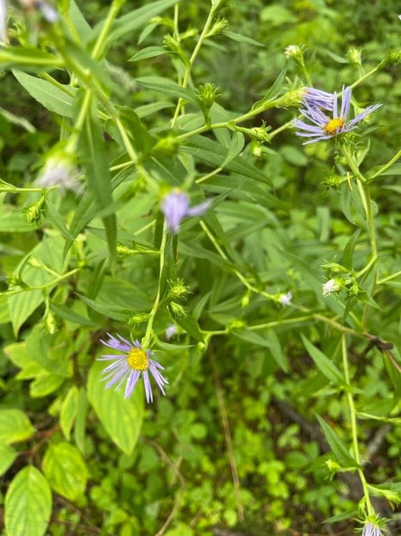 Bog aster