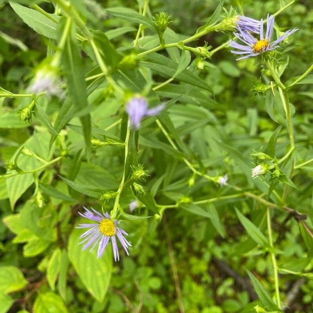 Symphyotrichum puniceum — flower