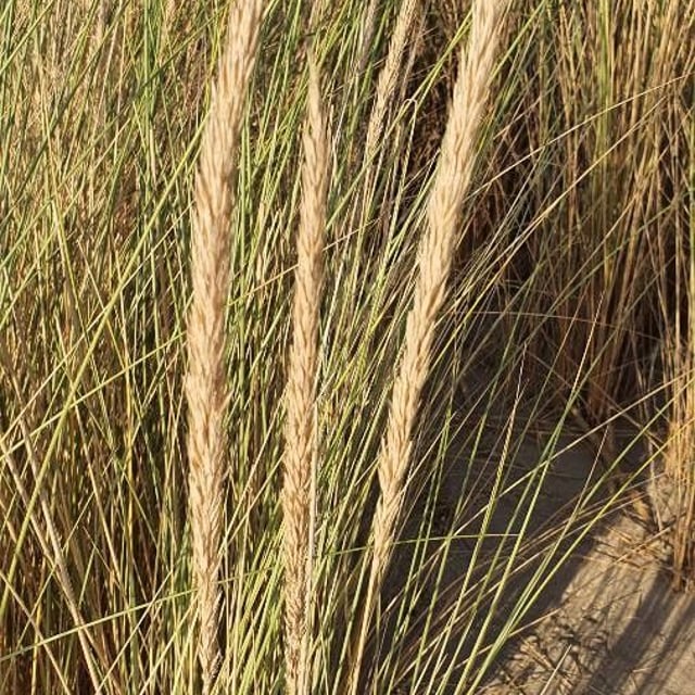 Ammophila arenaria — flower