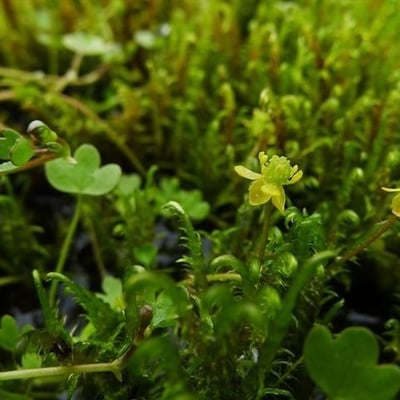 Ranunculus hyperboreus — habit