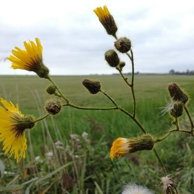 Sonchus arvensis — flower