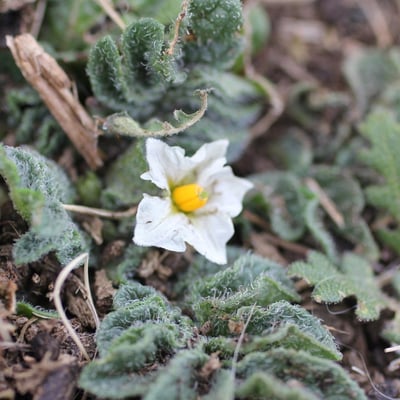 Solanum acaule — habit
