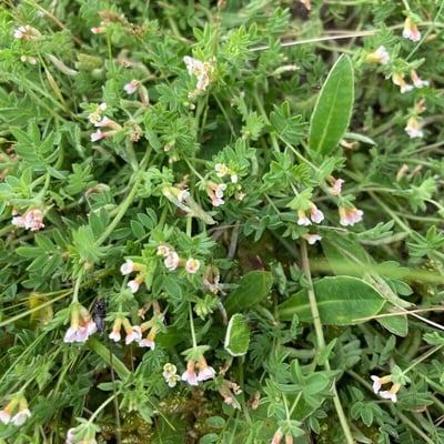 Ornithopus perpusillus — flower