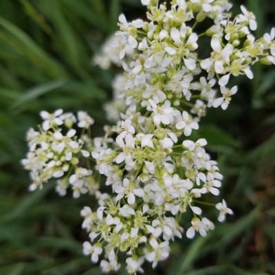Lepidium latifolium — flower