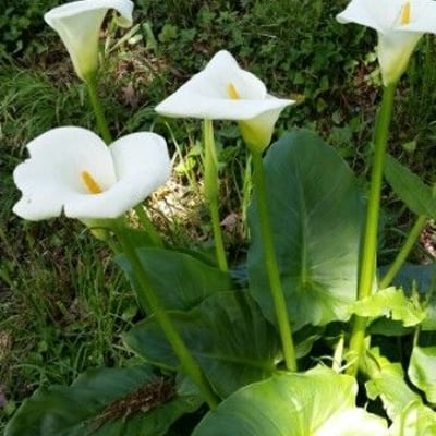 Zantedeschia aethiopica — flower