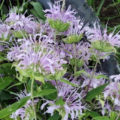 Monarda fistulosa — flower