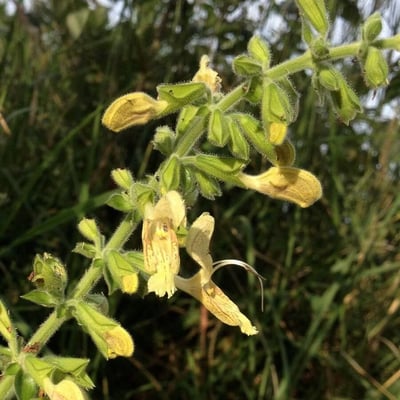 Salvia glutinosa — flower