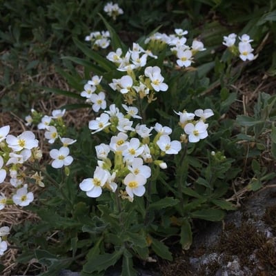 Arabis caucasica — flower