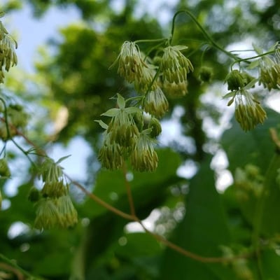 Thalictrum fendleri — flower