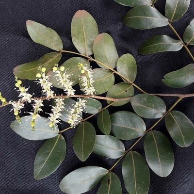 Copaifera langsdorffii — flower