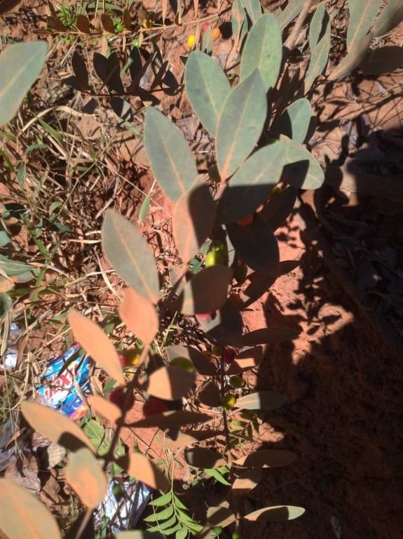 Eugenia punicifolia
