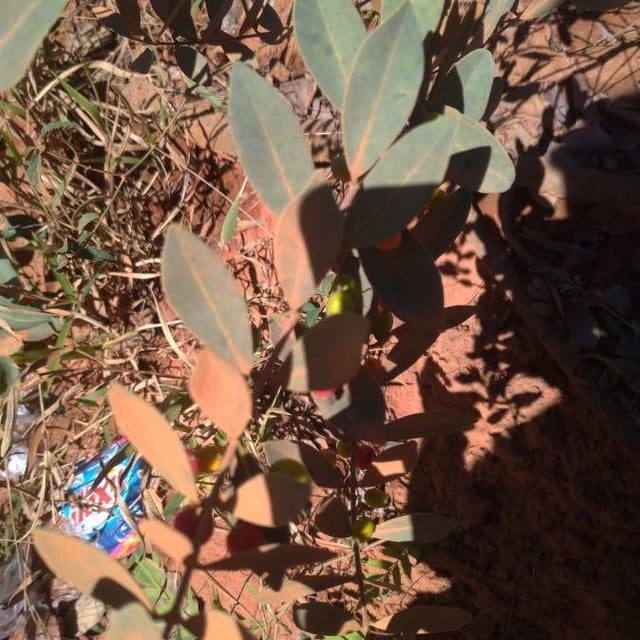 Eugenia punicifolia — leaf