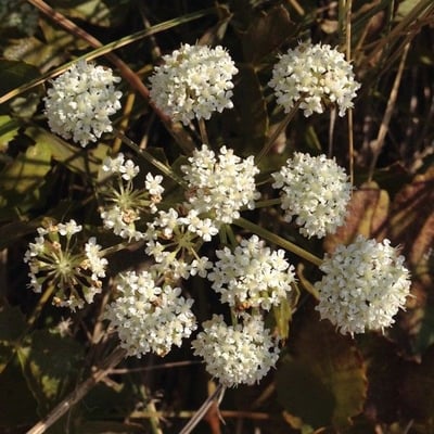 Seseli montanum — flower