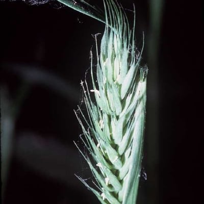 Elymus virginicus — flower
