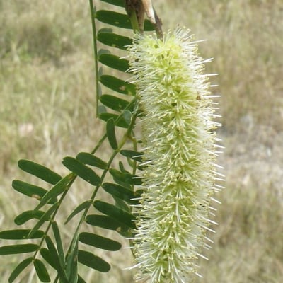 Prosopis juliflora — flower