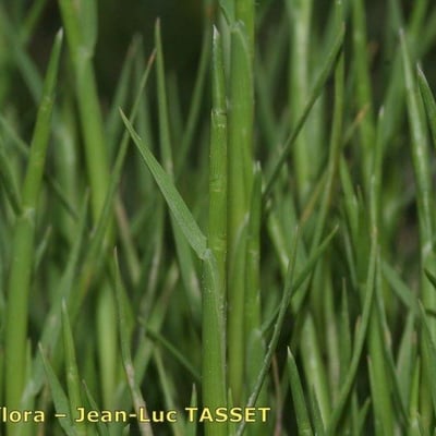 Parapholis incurva — flower