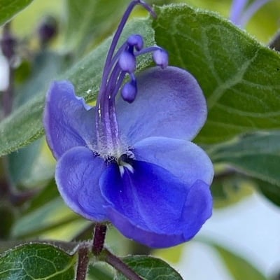 Rotheca myricoides — flower