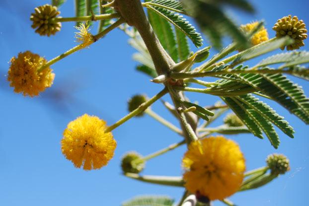 Vachellia nilotica