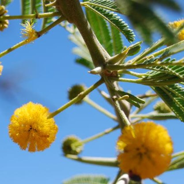 Vachellia nilotica
