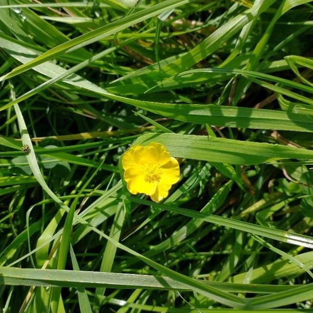 Ranunculus lingua — flower