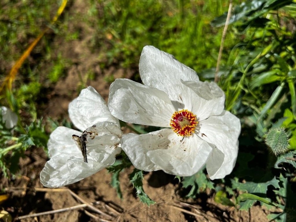 Crested-poppy