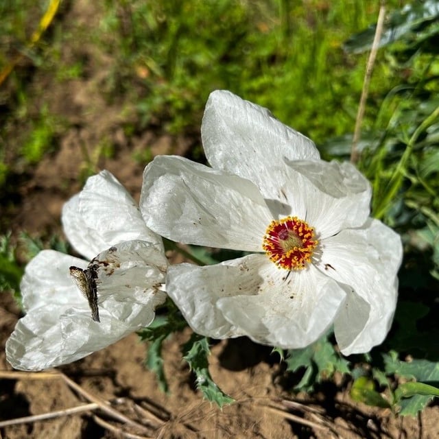 Crested-poppy
