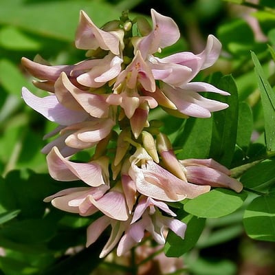 Abrus precatorius — flower