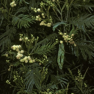 Acacia decurrens — flower