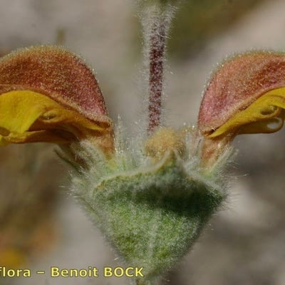 Phlomis crinita — flower