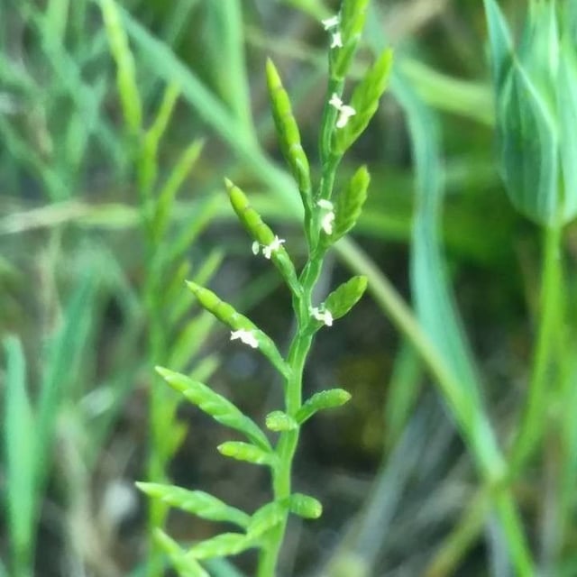 Catapodium rigidum — flower