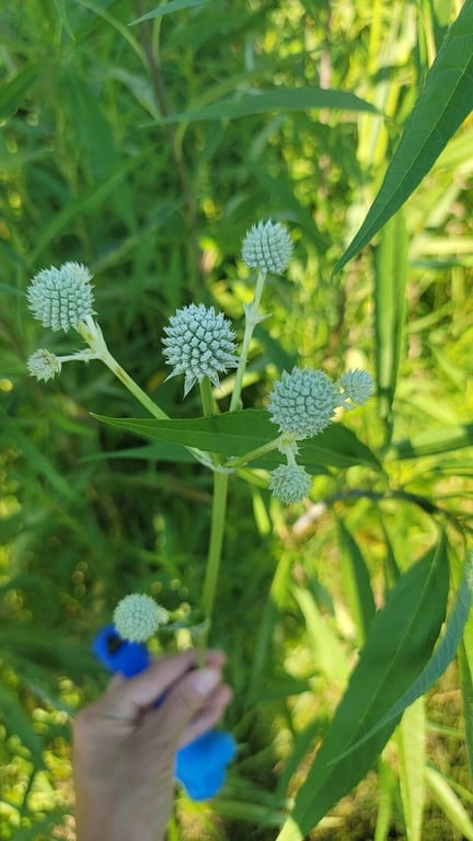 Rattlesnake-master