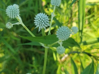 Rattlesnake-master