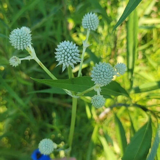 Eryngium yuccifolium — flower
