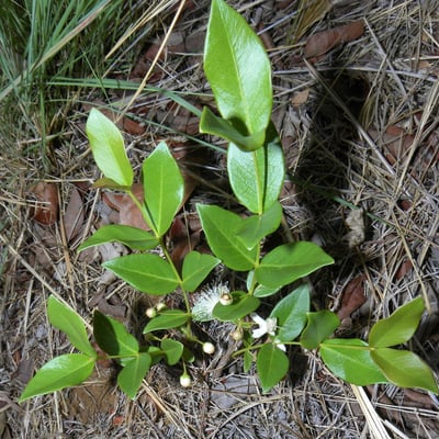 Psidium salutare — habit