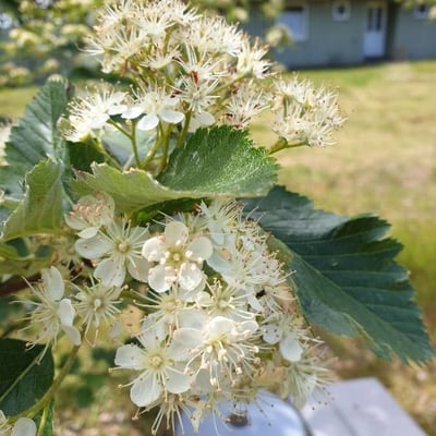 Sorbus aria — flower
