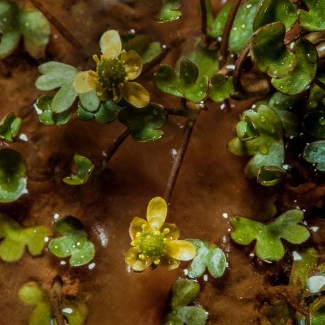 Ranunculus hyperboreus — flower