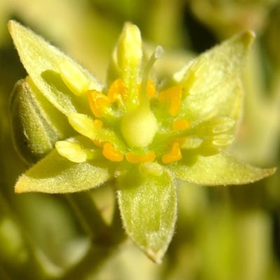 Persea americana — flower