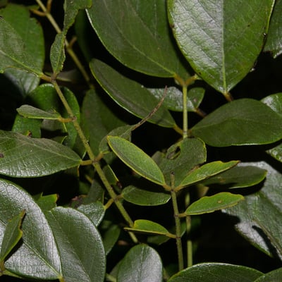 Senna atomaria — leaf