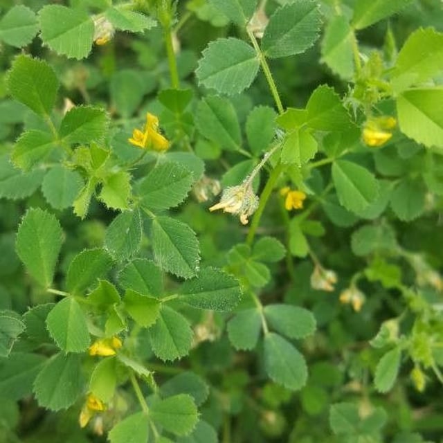 Medicago rigidula — flower