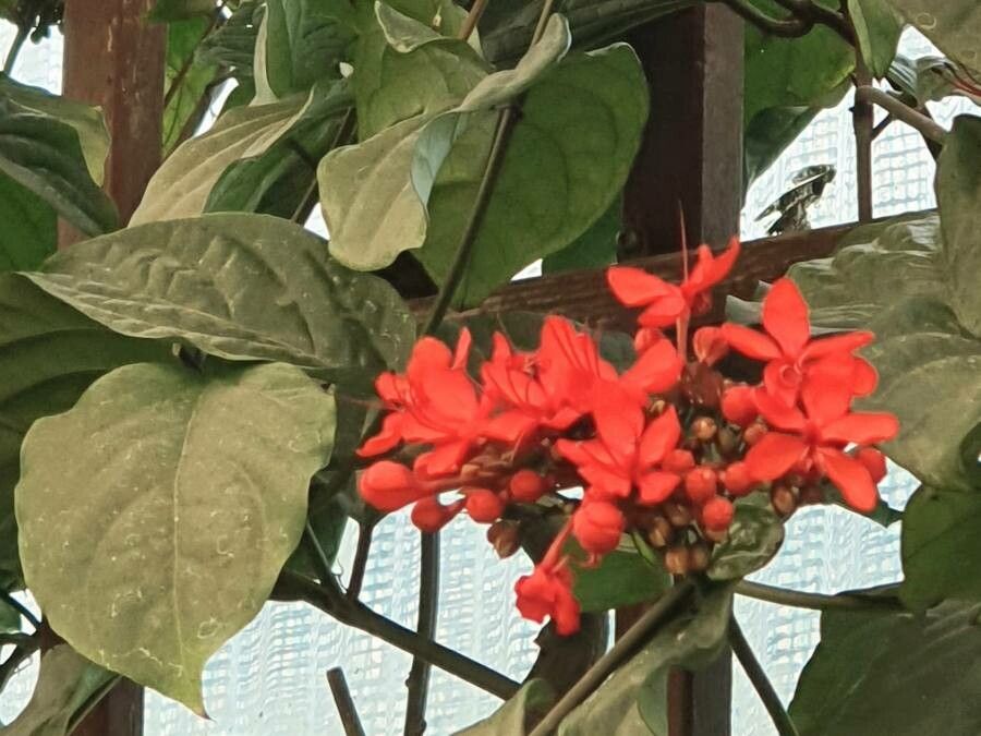 Clerodendrum splendens