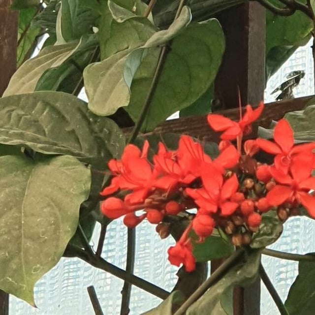 Clerodendrum splendens