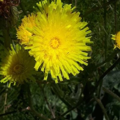 Hypochaeris maculata — flower