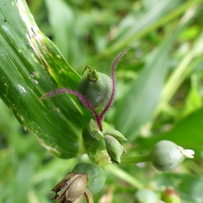 Coix lacryma-jobi — flower
