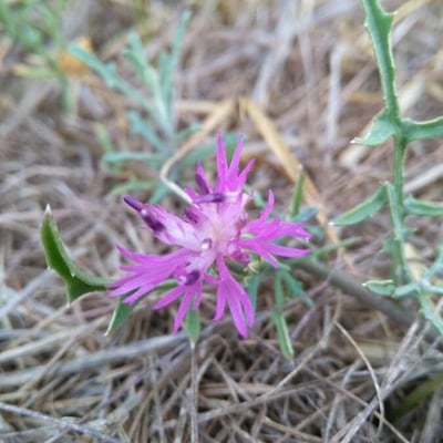 Centaurea paniculata — flower