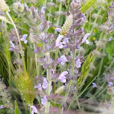 Salvia verbenaca — flower