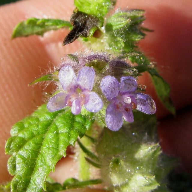 Marsypianthes chamaedrys — flower