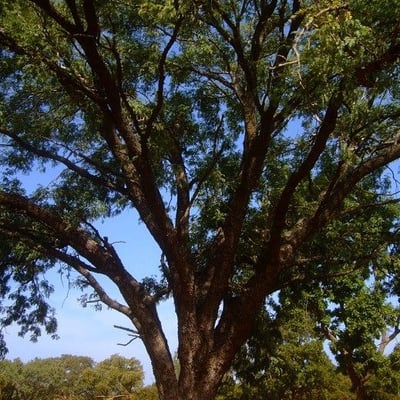 Prosopis africana — leaf