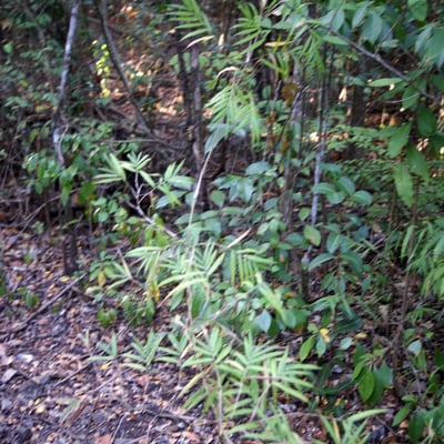Lasiacis divaricata — habit